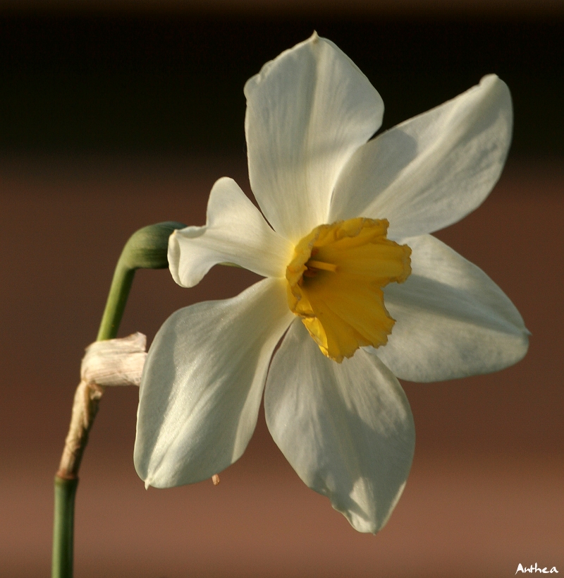 Anthea_20070415_999_186uu.jpg