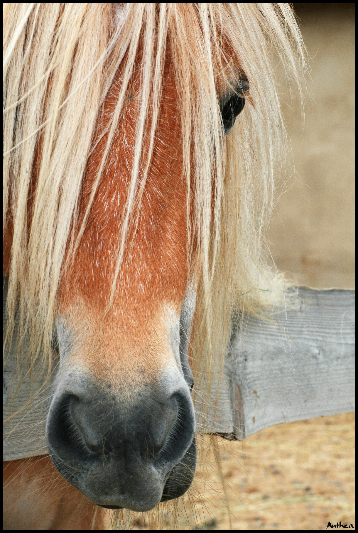 konik.jpg