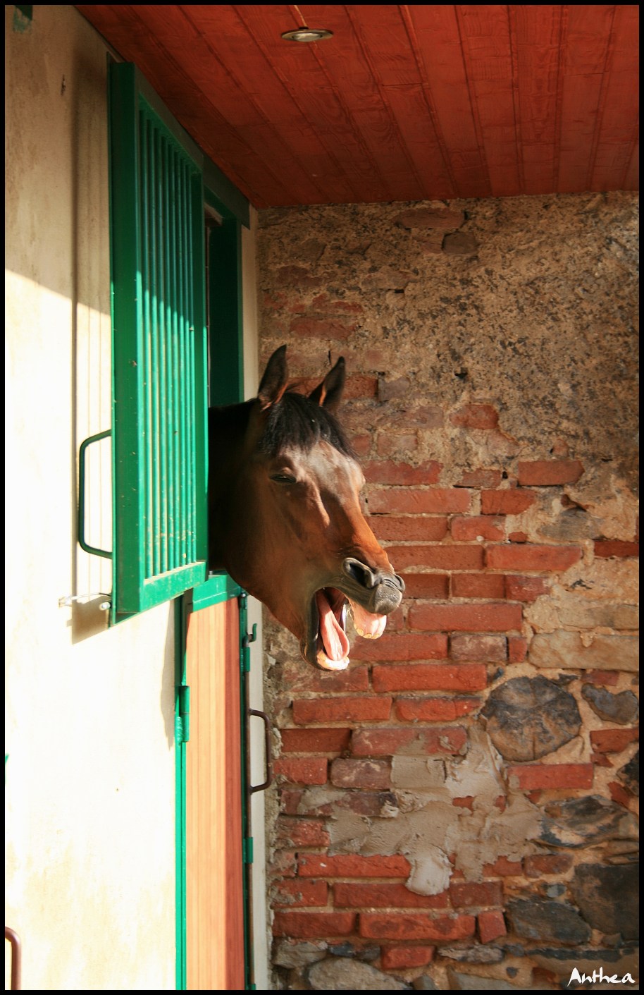 konik 2.jpg