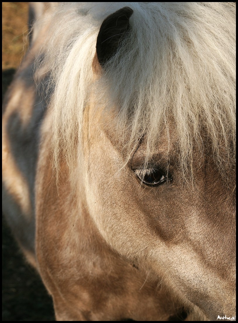 konik 3.jpg