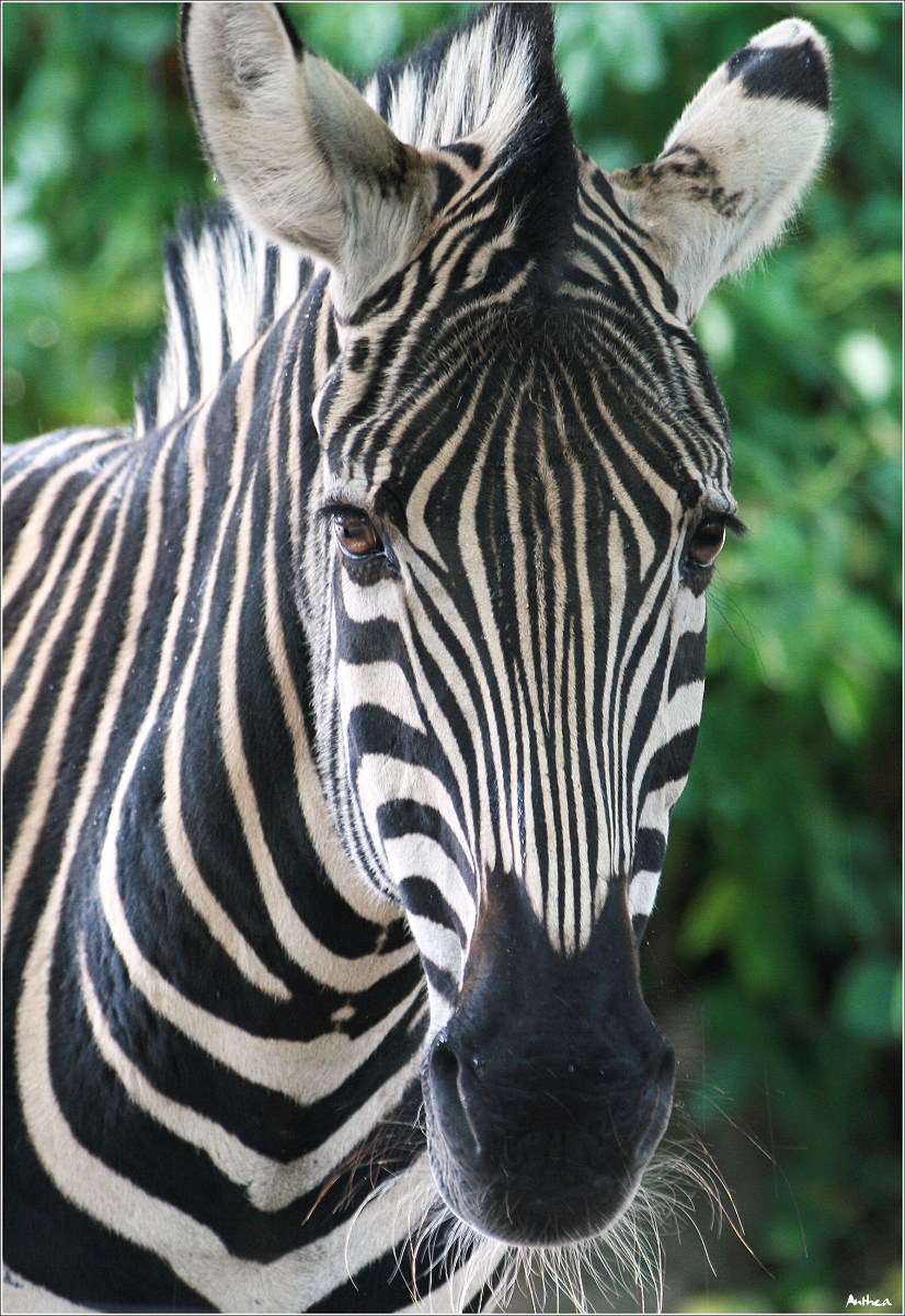 zebra.jpg
