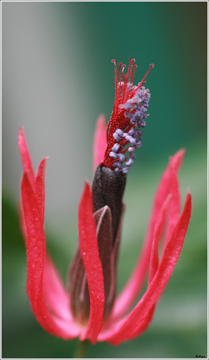tropická rostlina.jpg