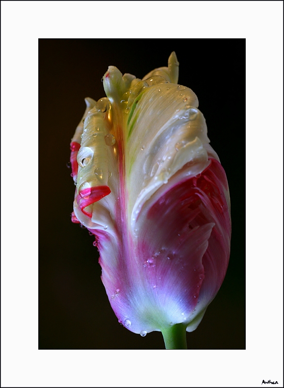 tulipan.jpg