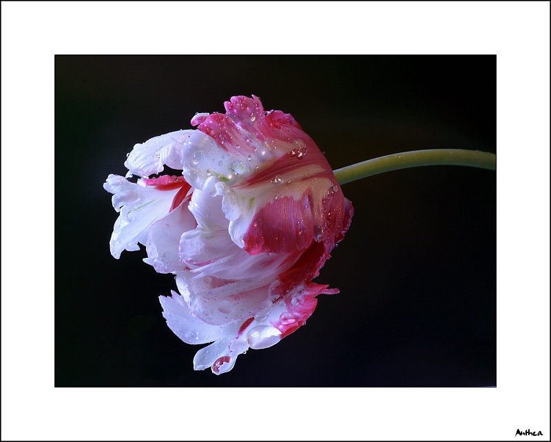 tulipán 2