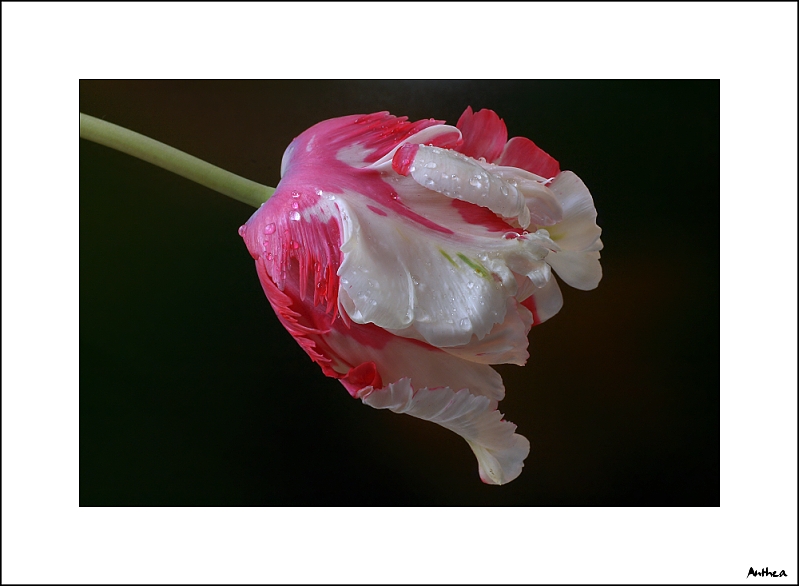 tulipán 3