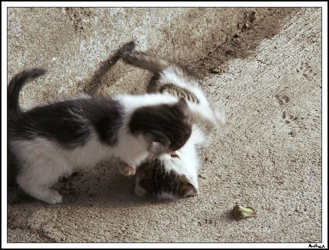 PICT0037G.jpg