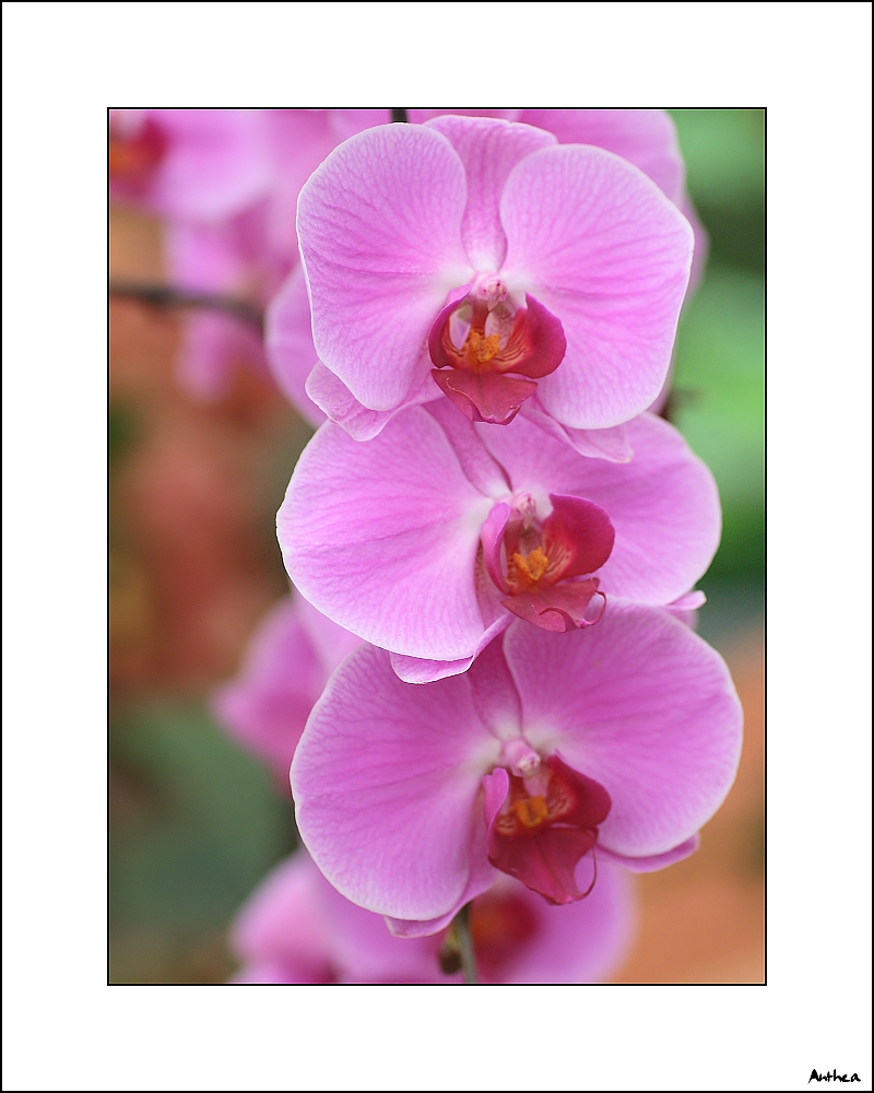 z botanický 02