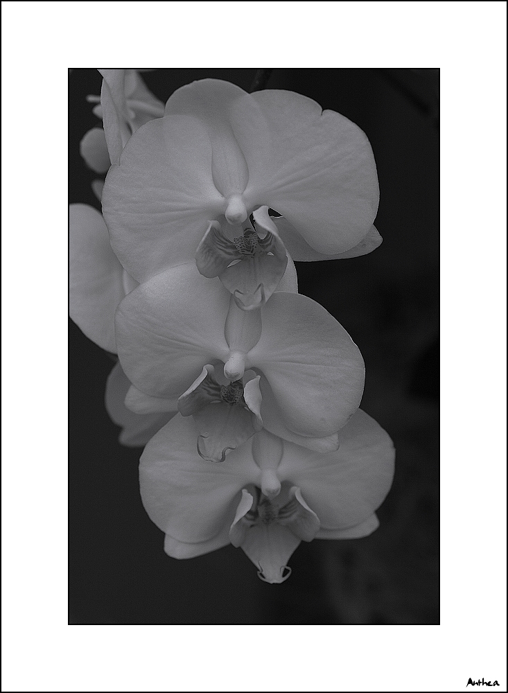 z botanický 03
