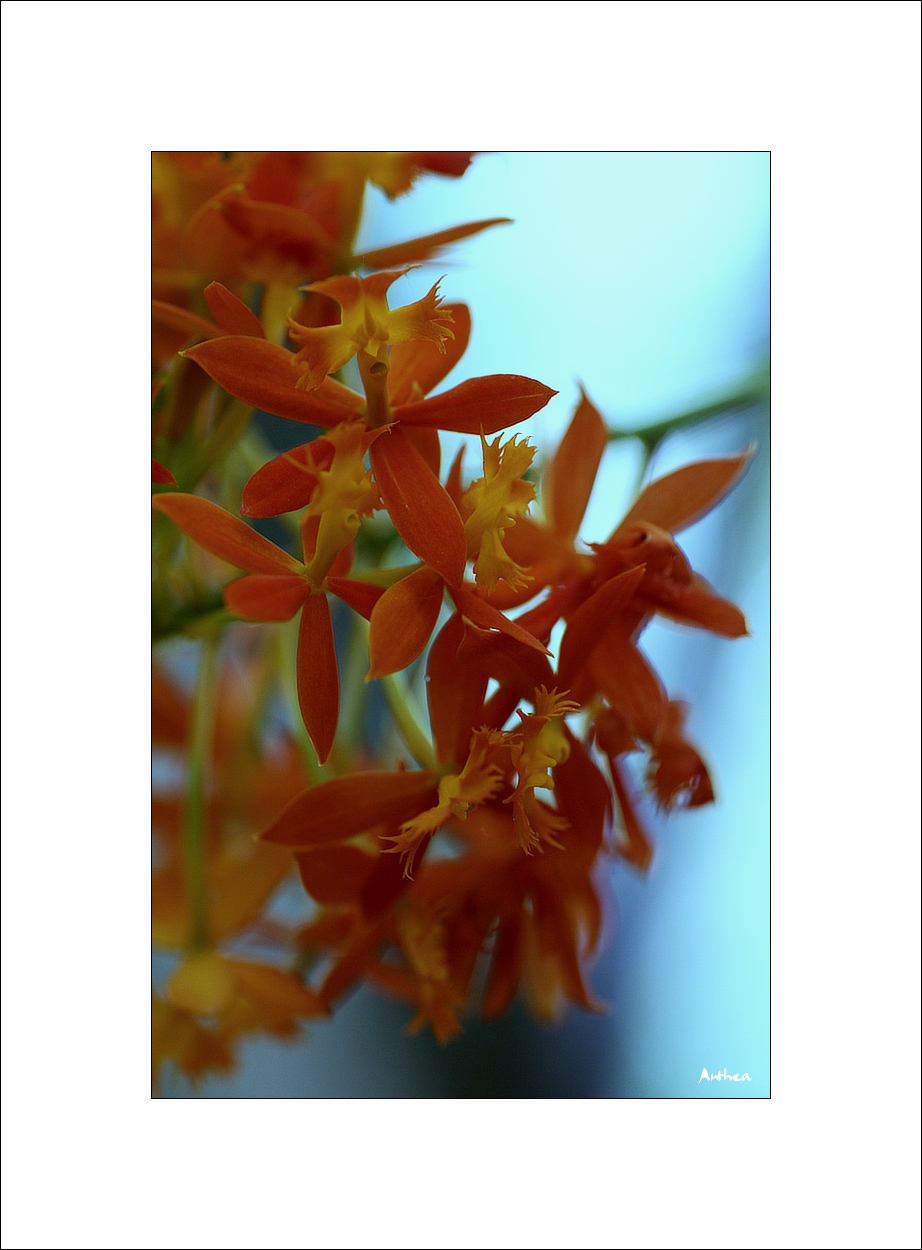 orchid 03  up.jpg