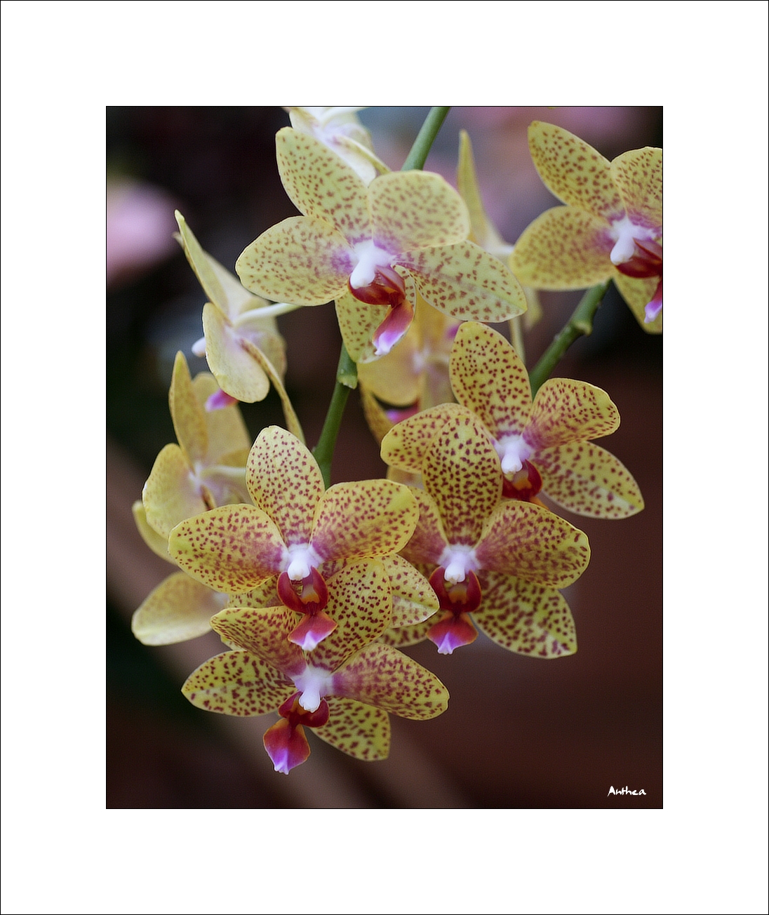 orchid 04 up.jpg