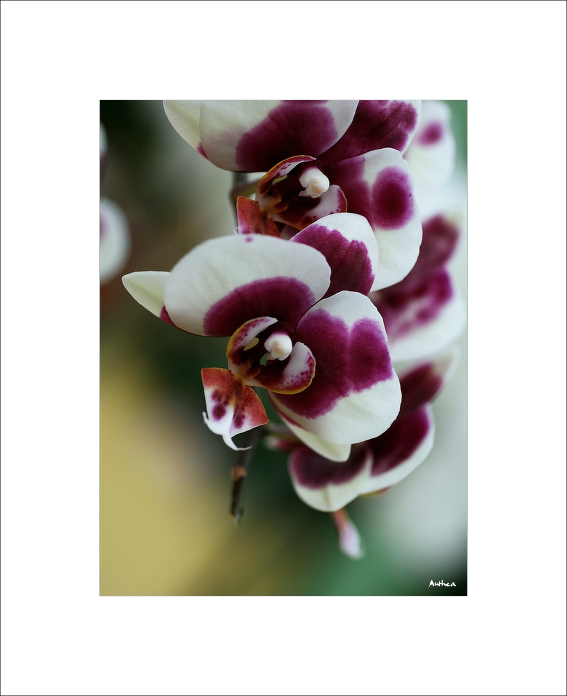 orchid 05 up.jpg