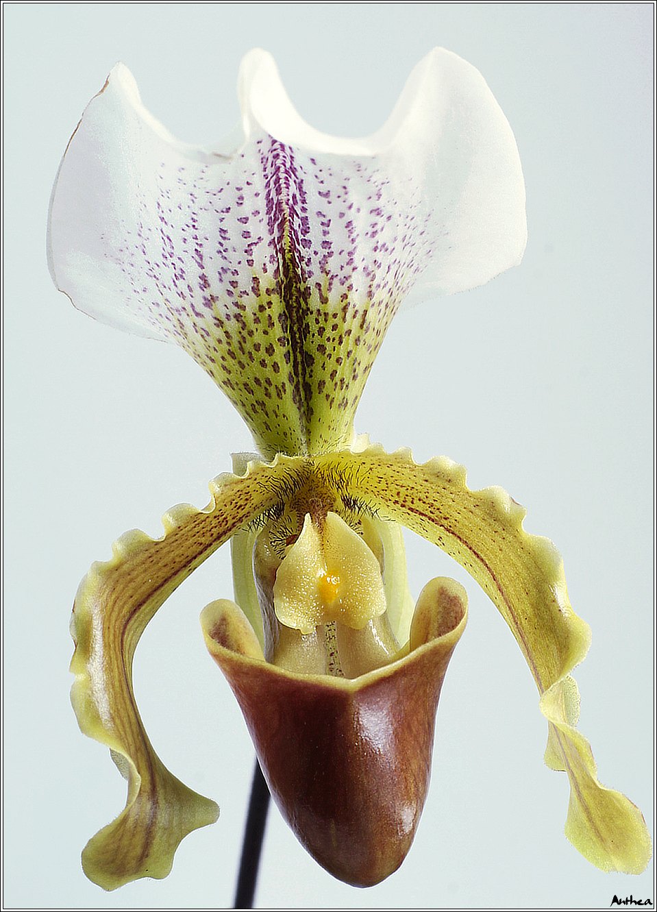 orchid 01