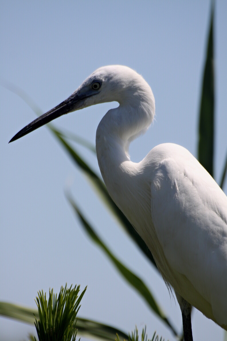 camargue 05