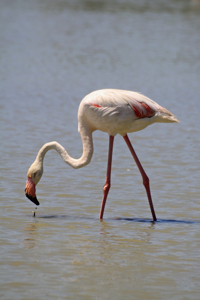 camargue 03