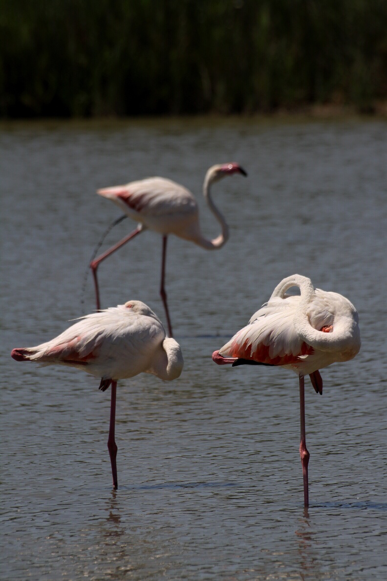 camargue 02