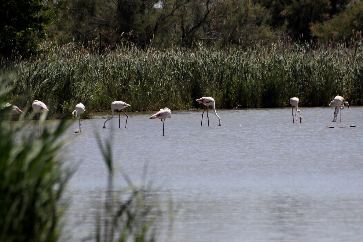 camargue 01