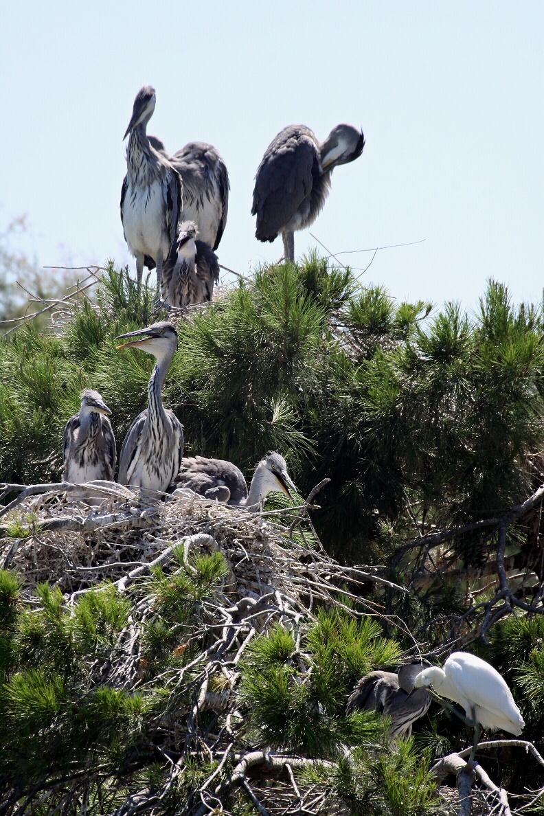 camargue 04