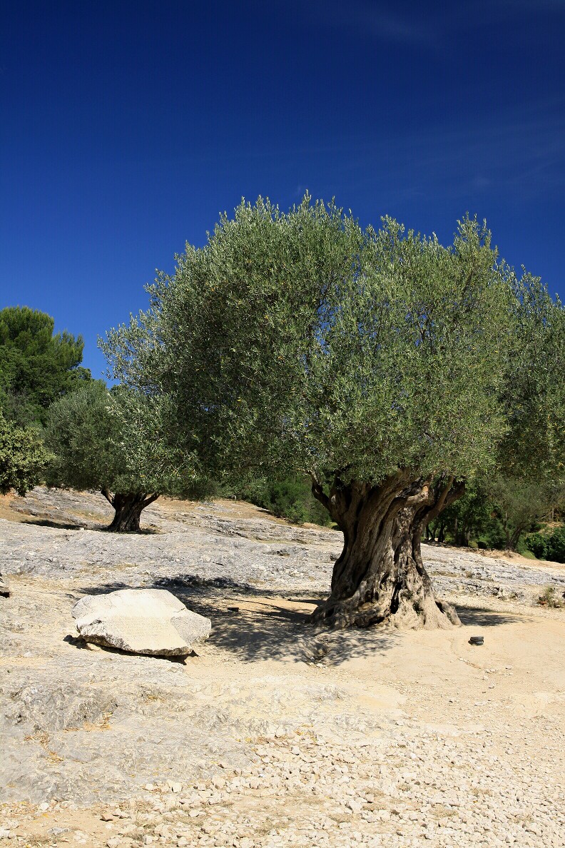 pont du gard  06.jpg