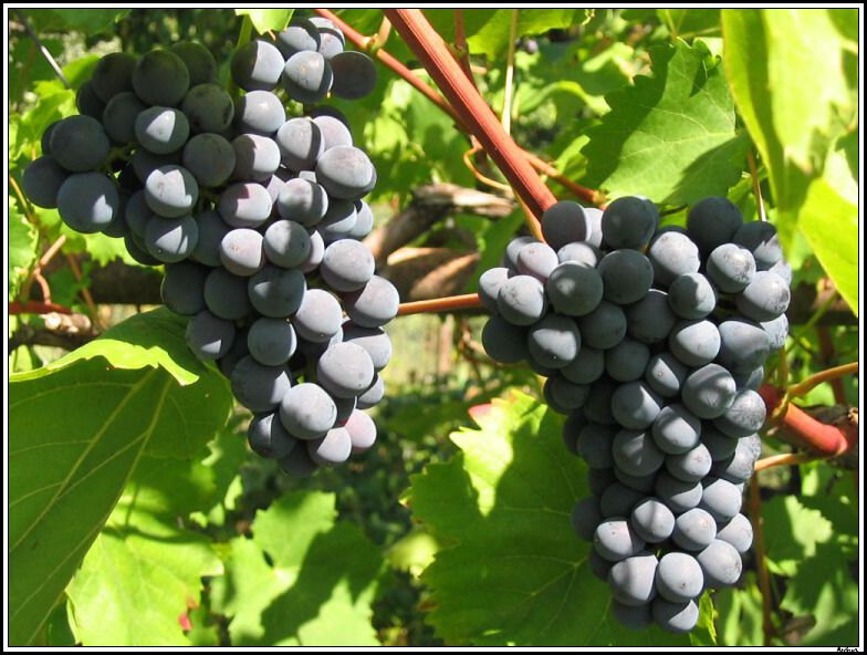 vino_01g.jpg