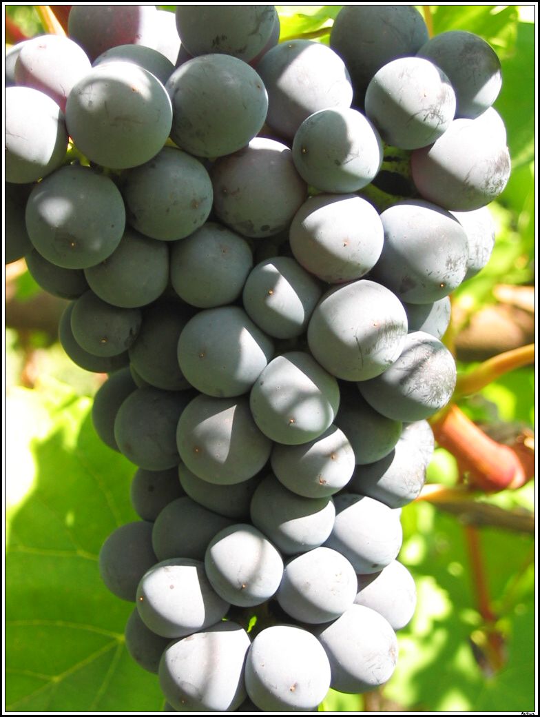 vino_02g.jpg