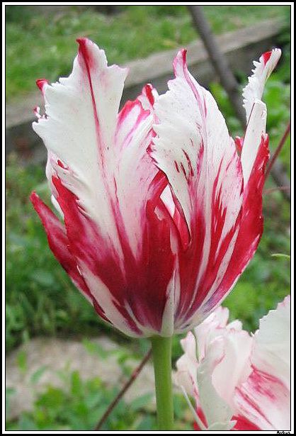 tulipan5g.jpg