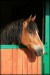 konik 1.jpg