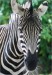 zebra.jpg