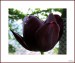 tulipan 10G.jpg