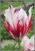 tulipan5g.jpg